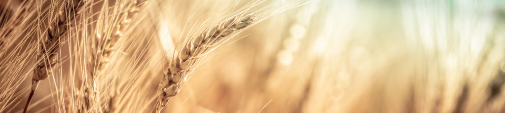 Close-up Of Ripe Golden Wheat With Vintage Effect, Clouds And Sk